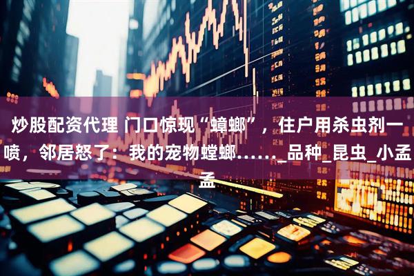 炒股配资代理 门口惊现“蟑螂”，住户用杀虫剂一喷，邻居怒了：我的宠物螳螂……_品种_昆虫_小孟