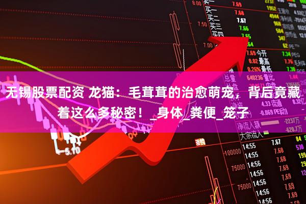 无锡股票配资 龙猫：毛茸茸的治愈萌宠，背后竟藏着这么多秘密！_身体_粪便_笼子